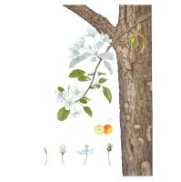 Crabapple